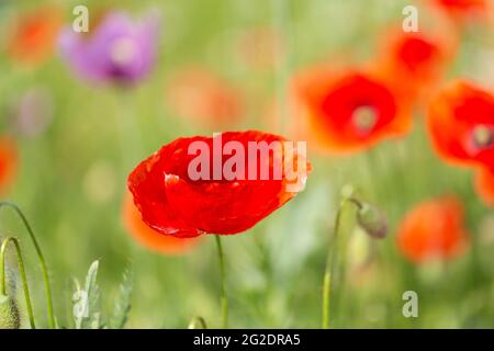 Pastell Klatsch Blume in einem Feld von roten und rosa-lila Mohnblumen Stockfoto