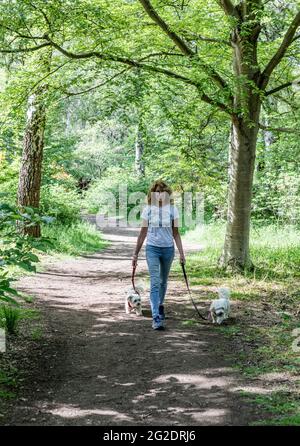 Eine Frau, die ihre maltesischen Terriers im Richmond Park London, Großbritannien, führt Stockfoto