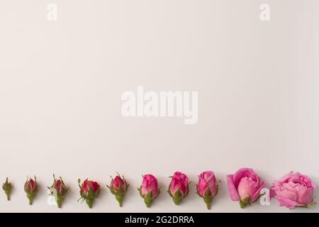 Rosenblüten in einer Reihe. Die Blüten variieren von klein bis groß. Das Konzept des Wachstums. Mock up Stockfoto