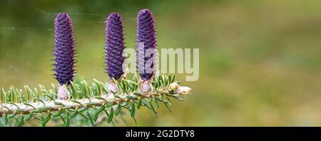 Drei junge, violette Fichtenkegel (abies species), die auf Ast mit Tanne wachsen, Nahaufnahme Detail Stockfoto