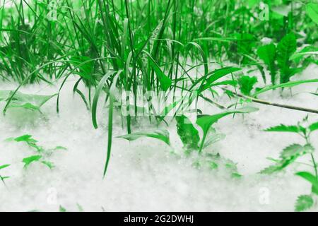 cottonwood Flusen liegt in einer dicken Schicht auf dem Rasen zwischen dem Gras Nahaufnahme Stockfoto