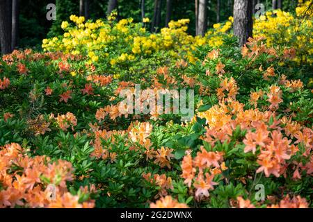 Verschiedene Sorten von blühenden Rhododendronen im Haaga Rhododendron Park in Helsinki, Finnland Stockfoto