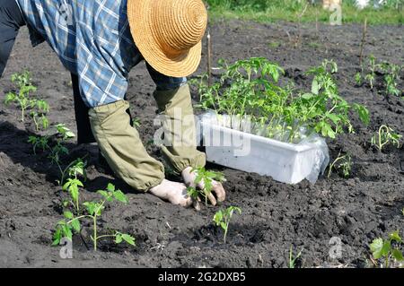 Gärtner Pflanzen Tomaten Sämling im Gemüsegarten Stockfoto