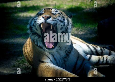 Der sibirische Tiger, Panthera tigris altaica, ist die größte Dschungelkatze der Welt. Tier mit Streifen brüllend und seine scharfen Zähne sichtbar. Stockfoto