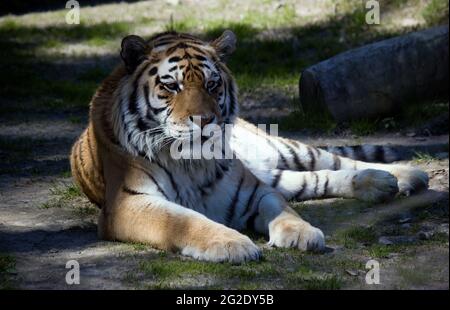 Der sibirische Tiger, Panthera tigris altaica, ist die größte Dschungelkatze der Welt. Tier mit Streifen entspannen oder ruhen Stockfoto