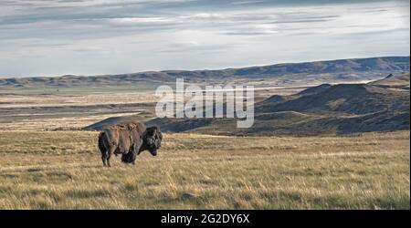 Single Male Plains Bisons auf der Prärie im Grasslands National Park, Saskatchewan, Kanada Stockfoto