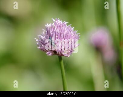 7-Punkt Marienkäfer (Coccinella septempunctata) Puppe auf einer rosa und violetten Schnittlauch Blume Stockfoto