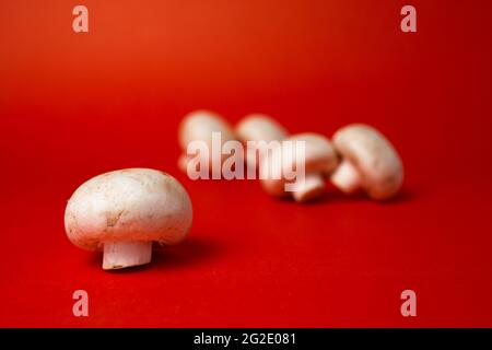 Weißer Pilzpilz vor dem Hintergrund von Pilzen auf rotem Hintergrund. Stockfoto