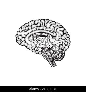 Querschnitt der Gehirnseitenansicht. Vektor-Illustration des menschlichen Gehirns mit Kreuzschnitt von Hand gezeichnet. Skizze des Gehirns. Teil des Sets. Stock Vektor