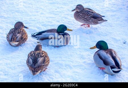 Eine Gruppe von Enten - Stockenten - landen an einem sonnigen Tag im Winter auf dem See. Der Teich ist teilweise gefroren. Stockfoto