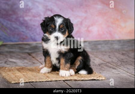 Miniatur dreifarbige Aussiedoodle Welpen im Alter von 5 Wochen mit lila Hintergrund Stockfoto