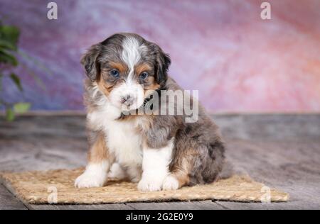 Miniatur Blue Merle Aussiedoodle Welpen im Alter von 5 Wochen mit violettem Hintergrund Stockfoto