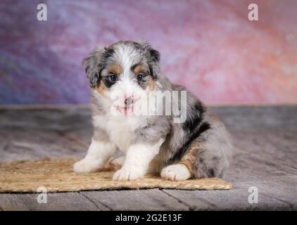 Miniatur Blue Merle Aussiedoodle Welpen im Alter von 5 Wochen mit violettem Hintergrund Stockfoto