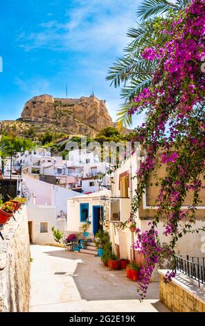 Die Altstadt von Alicante und die Burg Santa Barbara. Schmale Straße mit weißen Häusern und lila Blumen auf einem Hügel in der alten Nachbarschaft El Barrio oder Casco Stockfoto