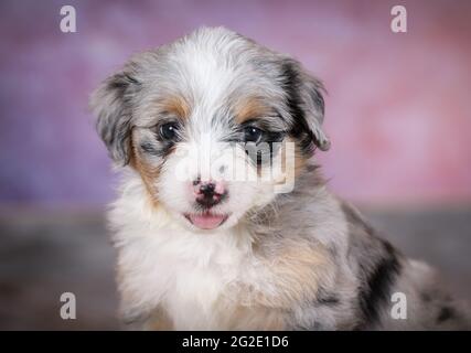 Miniatur Blue Merle Aussiedoodle Welpen im Alter von 5 Wochen mit violettem Hintergrund Stockfoto