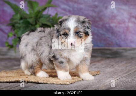 Miniatur Blue Merle Aussiedoodle Welpen im Alter von 5 Wochen mit violettem Hintergrund Stockfoto