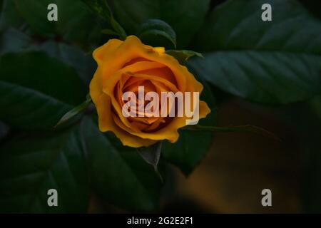 Gelbe Rose über Blättern Stockfoto