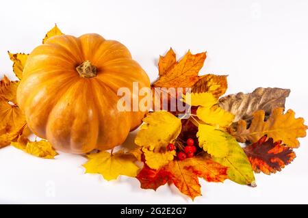 Herbstliche Kunstkomposition - abwechslungsreiche getrocknete Blätter, Kürbisse, Früchte, Vogelbeeren auf weißem Hintergrund. Herbst, Herbst, halloween, Danksagetag Konzept. Stockfoto