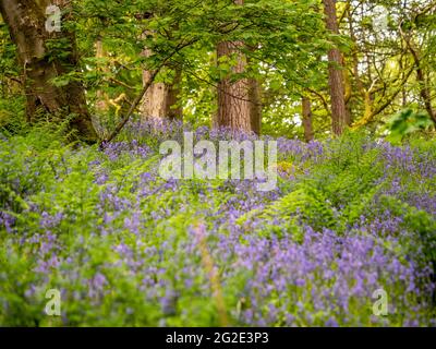 Bluebells, die auf Bodenhöhe in Hardcastle Crags, einem bewaldeten Pennine Valley in West Yorkshire, England, geschossen wurden. Stockfoto