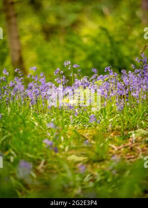 Bluebells, die auf Bodenhöhe in Hardcastle Crags, einem bewaldeten Pennine Valley in West Yorkshire, England, geschossen wurden. Stockfoto