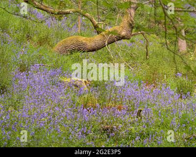 Bluebells at Hardcastle Crags, wooded Pennine Valley in West Yorkshire, England Stockfoto