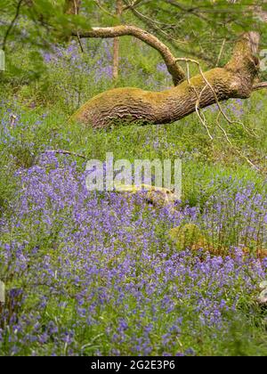 Bluebells at Hardcastle Crags, wooded Pennine Valley in West Yorkshire, England Stockfoto