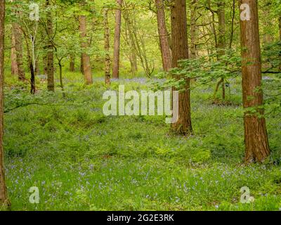 Bluebells at Hardcastle Crags, wooded Pennine Valley in West Yorkshire, England Stockfoto