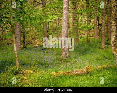 Bluebells at Hardcastle Crags, wooded Pennine Valley in West Yorkshire, England Stockfoto