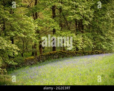 Bluebells at Hardcastle Crags, wooded Pennine Valley in West Yorkshire, England Stockfoto