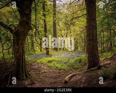 Bluebells at Hardcastle Crags, wooded Pennine Valley in West Yorkshire, England Stockfoto