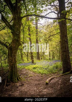 Bluebells at Hardcastle Crags, wooded Pennine Valley in West Yorkshire, England Stockfoto