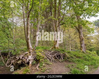 Exponierte Baumwurzeln im Wald Stockfoto