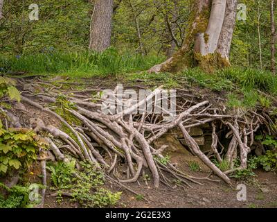 Exponierte Baumwurzeln im Wald Stockfoto