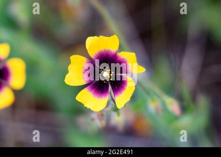 Tuberaria guttata, die Gesteinsrose oder einjährige Gesteinsrose, ist eine einjährige Pflanze des Mittelmeers. Die Blüten sind mit dem Charakter sehr variabel Stockfoto