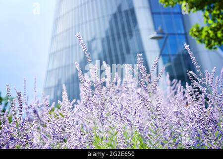 Lavendel vor dem Generali Tower oder Hadid Tower in CityLife, Italien. Stockfoto