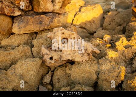 Stein, der dem Schädel eines Tieres ähnelt, der mit vielen anderen Steinen in Punta Gallinas (Cape Gallinas, 'Cape Hens'), Kolumbien, zerkleinert wurde Stockfoto
