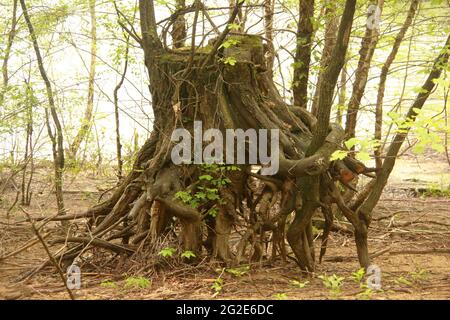 Großer Baum mit freiliegenden Wurzeln am Ufer eines Flusses in West Virginia, USA. Schneiden Sie den Baum, bei dem mehrere Triebe heranwachsen. Stockfoto