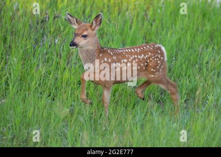 Maultierhirsche mit Rehkitz, die durch eine Wiese in Alberta, Kanada, traben Stockfoto