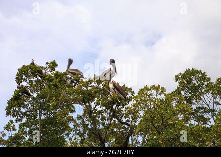 Pelikangeschwader Pelecanus occidentalis vor einem Kajak in den Bäumen im Clam Pass von Naples, Florida Stockfoto