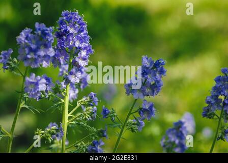 Jacob's Ladder or Charity Flowers - Polemonium caeruleum blüht im Garten Stockfoto