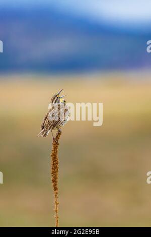 WESTERN Meadowlark, Sturnella neglecta, singt auf der Mixed Grass-Wiese im Wind Cave National Park, South Dakota, USA Stockfoto