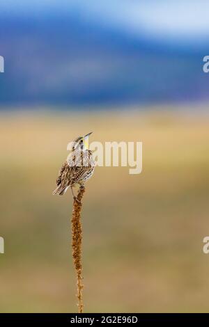 WESTERN Meadowlark, Sturnella neglecta, singt auf der Mixed Grass-Wiese im Wind Cave National Park, South Dakota, USA Stockfoto