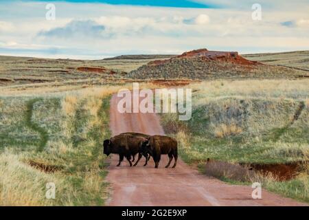 American Bison oder Buffalo, Bison Bison, überqueren die Parkstraße auf der Wiese des Wind Cave National Park, South Dakota, USA Stockfoto