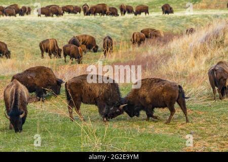 American Bison oder Buffalo, Bison Bison, auf dem Grasland des Wind Cave National Park, South Dakota, USA Stockfoto