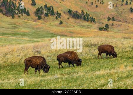 American Bison oder Buffalo, Bison Bison, auf dem Grasland des Wind Cave National Park, South Dakota, USA Stockfoto