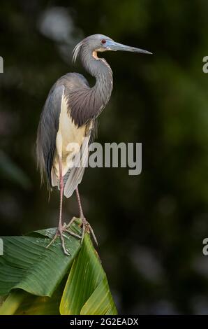 Dreifarbige Reiher auf der Anhöhe Stockfoto