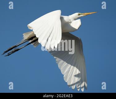 Ein großer Silberreiher im Flug Stockfoto