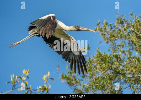 Ein Waldstorch auf dem Flug über Saint Augustine, Florida Stockfoto