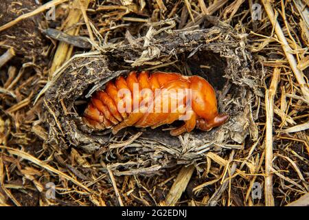 Puppe von Kokos-Nashornkäfer in einem Hohlraum aus Stroh. Böse Insektenschädlinge und Problem der Gärtner in Kokospalmen und Ölpalmen Plantage Stockfoto