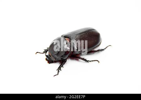 Kokos-Nashornkäfer ist böse Insektenschädlinge und Problem der Gärtner in Kokos-Pflanzer und Ölpalmenplantage. Isolieren auf weißem Hintergrund. Stockfoto